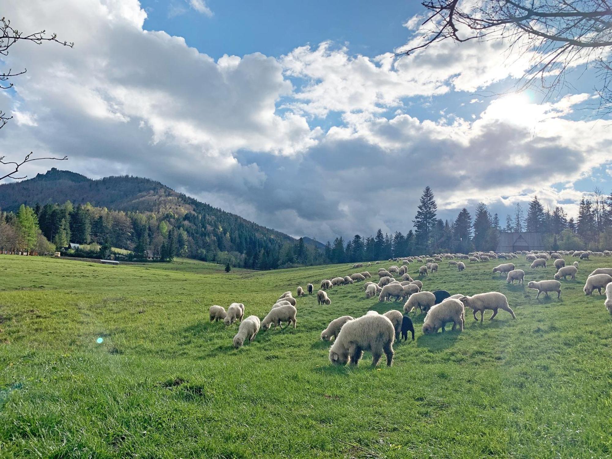 Tamok Lifestyle Villa Zakopane Bagian luar foto